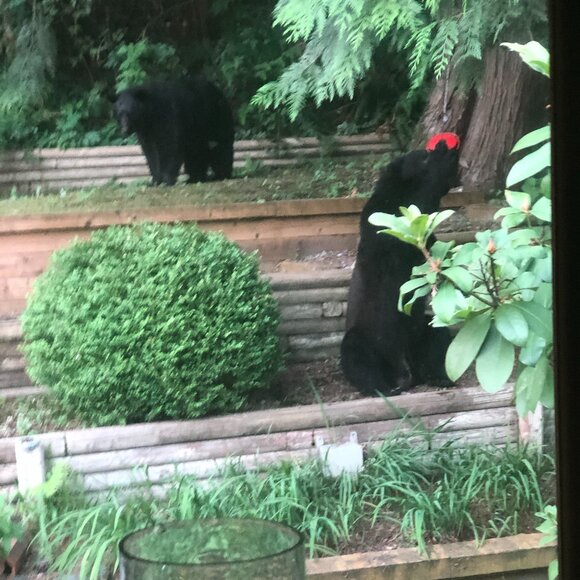 Black Bears and Our Hummingbird Feeder - Picture 1 of 3